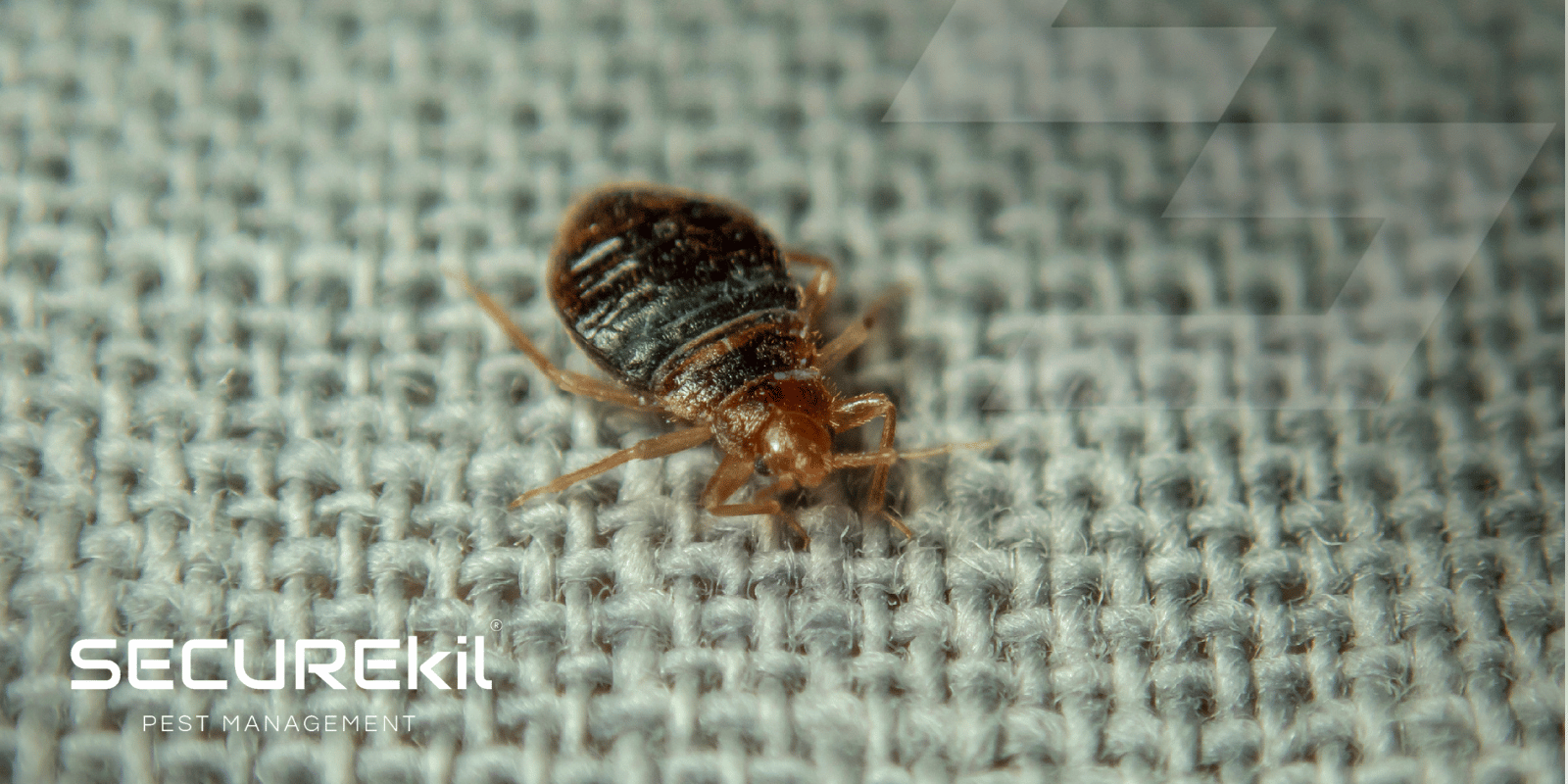image of Bed Bugs