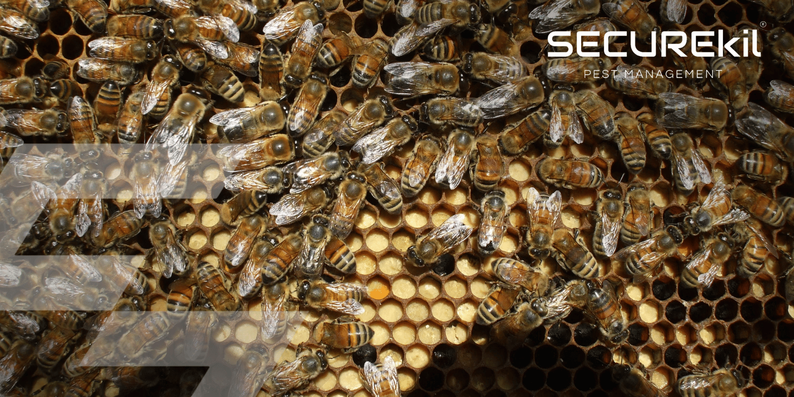 image of Bee, Wasp, Hornet