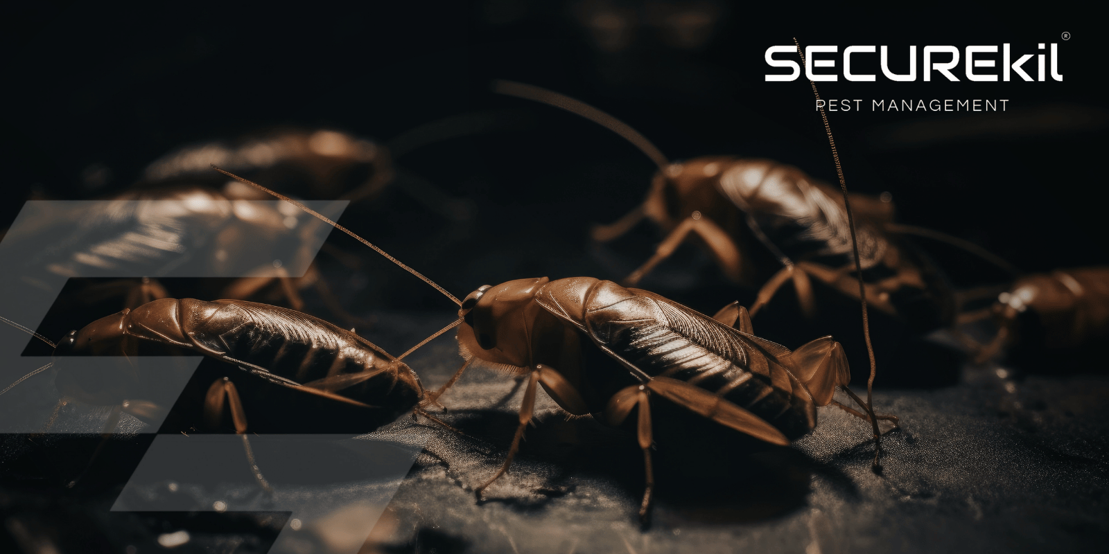 image of Cockroaches