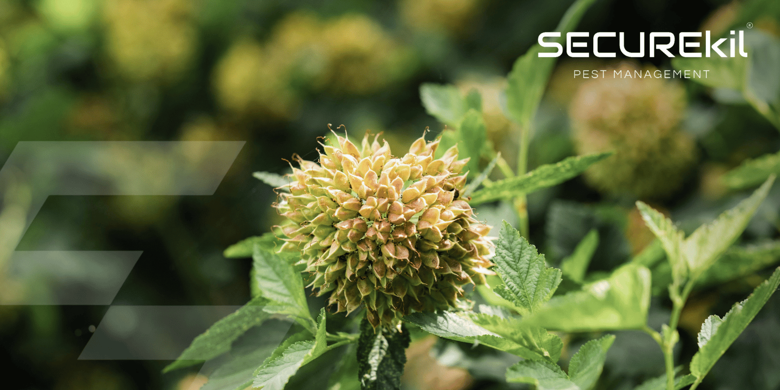 image of Weed Control