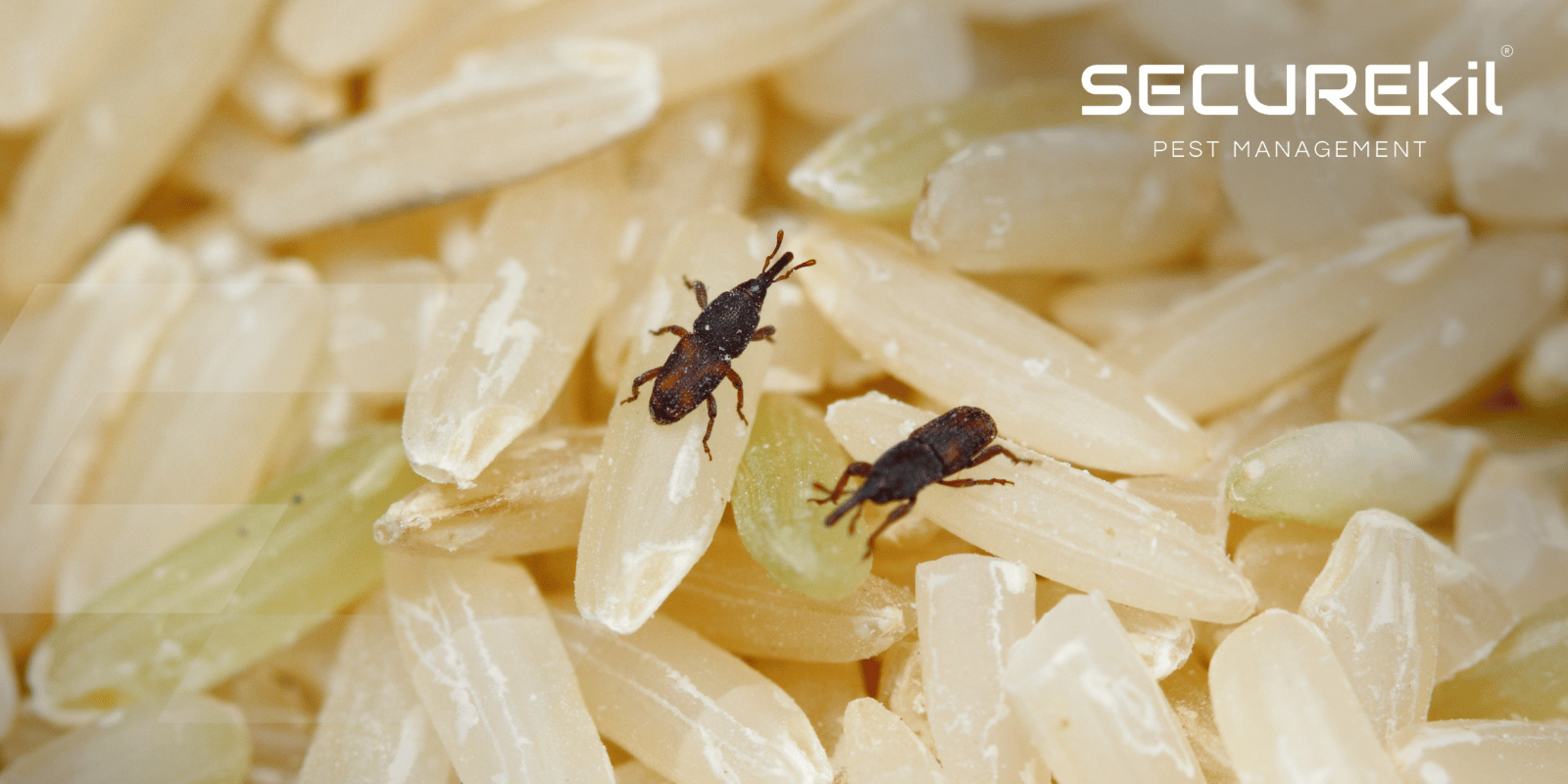 image of Weevil Control