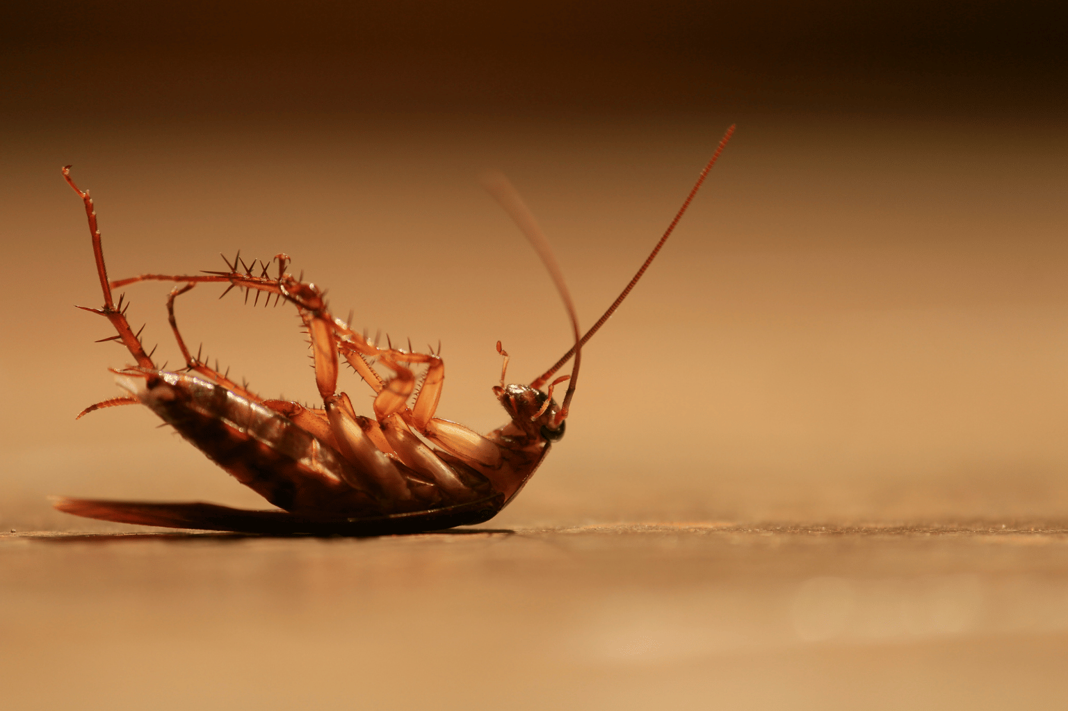 thump image of the blog, Cockroach Control in Sri Lanka: Causes, Treatment & Prevention