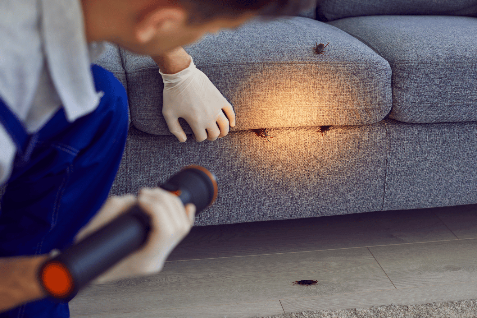 thump image of the blog, How to Choose the Best Pest Control Company in Sri Lanka