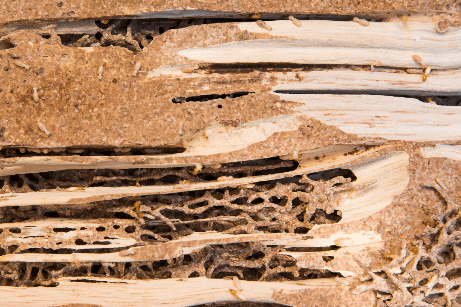 thump image of the blog, Termite Control in Sri Lanka: Prevention, Treatment & Cost